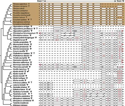 Accelerated evolution of dim-light vision-related arrestin in deep-diving amniotes